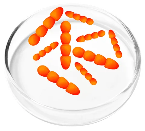 Illustration of Lactobacillus crispatus, the lead probiotic strain in FemiCore